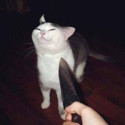 softshaolin's tweet photo. Same energy https://t.co/7puQ1UYOT4