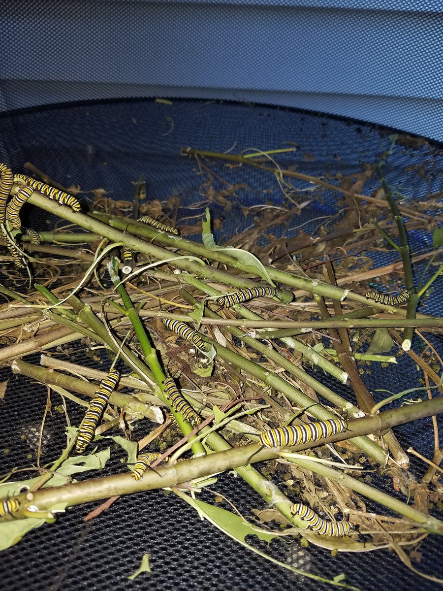 FranksFlyTraps's tweet photo. My little mans #monarchs are crazy this year. We're above 50 #chrysilis so far this season with a lot more babys growing on the #milkweed #franksflytraps https://t.co/oYnNSYRsfh