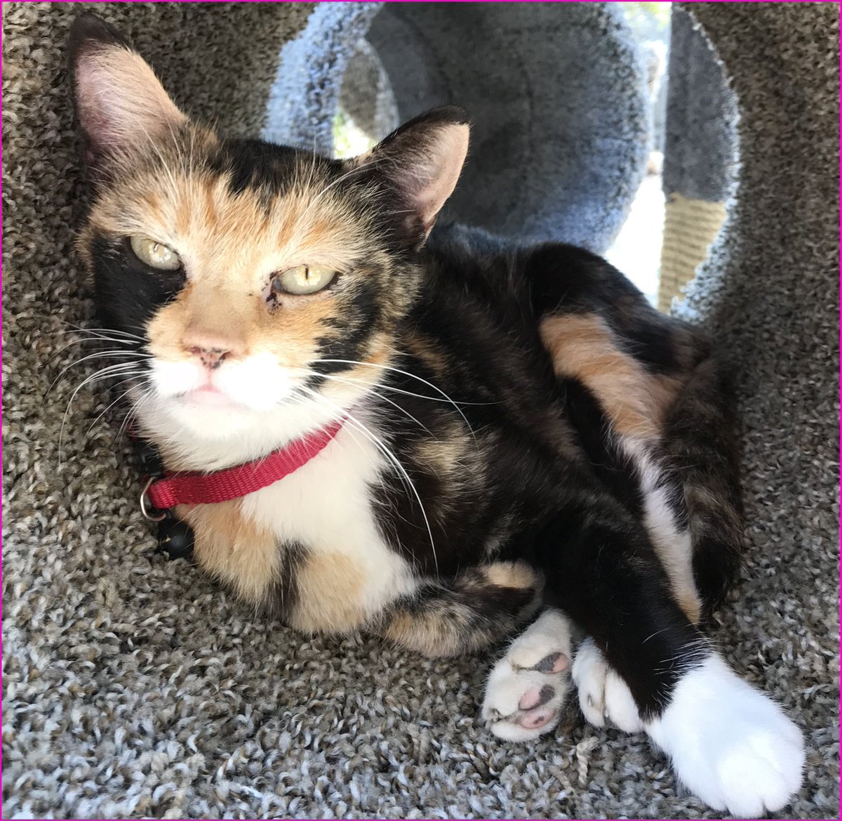 feralpawsrescue's tweet photo. 🍁September Cat of the Month ~ Please meet: Candy Bar!
She's a real sweetie and loves to be loved.
💗Read More: https://t.co/9y1IQWWW1k
#cats #adoptcats #FPRG https://t.co/x9ovTmXjPj