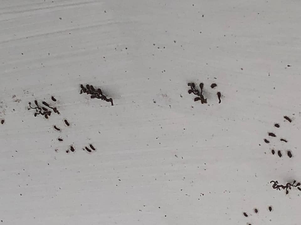 TenantsINVH's tweet image. THEN DO IT! Your buddy @Schwarzmanorg is HURTING WOMEN for PROFIT @Blackstone @InvitationHomes Enron turned of electricity for profit...Blackstone refuses repairs and evicts singleMoms/ Spec. Ed teachers for profit @EnronCapital fell #ClassAction #MassActions @Potus #HelpWomen