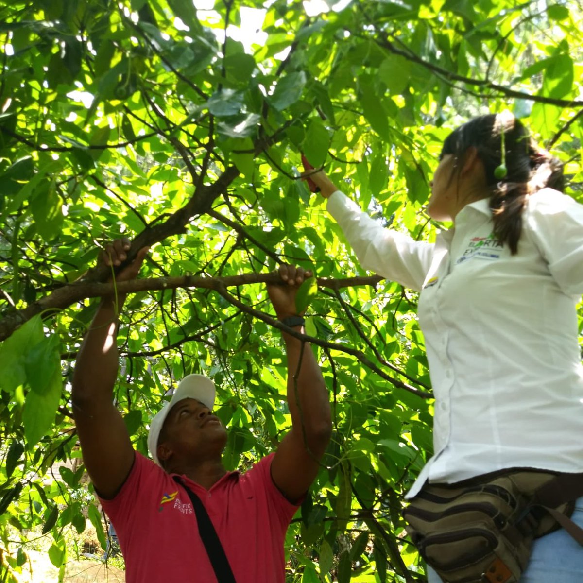 colfruits's tweet photo. En Morales,Cauca trabajo conjunto de @pacificfruitsin en el marco del programa #elagroexporta 
Se ven resultados; el esfuerzo, compromiso y trabajo conjunto de entidades como @AnaldexColombia @Asohofrucol @ICACOLOMBIA @PTPColombia @MinAgricultura vamos por buen camino 🇨🇴🥑🇨🇴 https://t.co/8Mfy9CTPQB