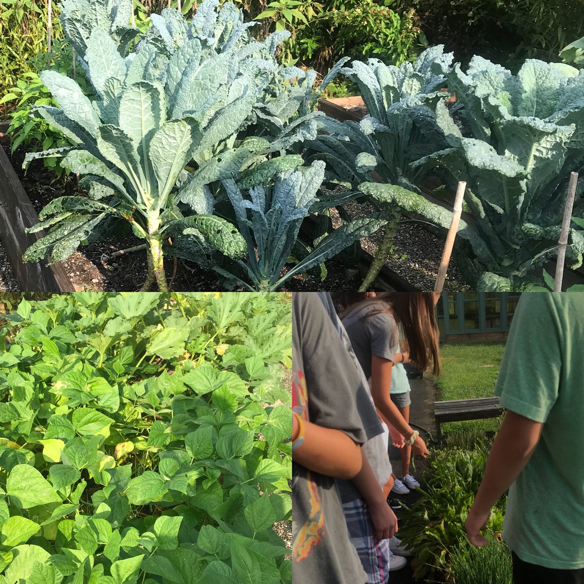 MrsTenzer's tweet photo. Exploring all the #smsgarden has to offer! #smsfacs students will be making #tomatosauce for their pizzas and #basilpesto to top their hand rolled pasta. Stay tuned for most fresh FACS updates 🙂 https://t.co/i8vDlDXAWW