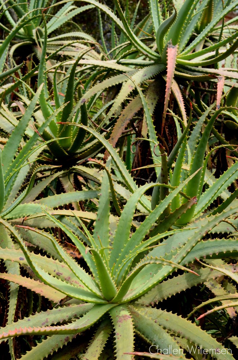 challenguate's tweet image. Aloe arborescens is a commonly cultivated species of Aloe that can form large specimens and is often confused with Aloe vera, the famous medicinal plant. It is native to Southern Africa. #aloe #botany #plants #nature #africa #gardens