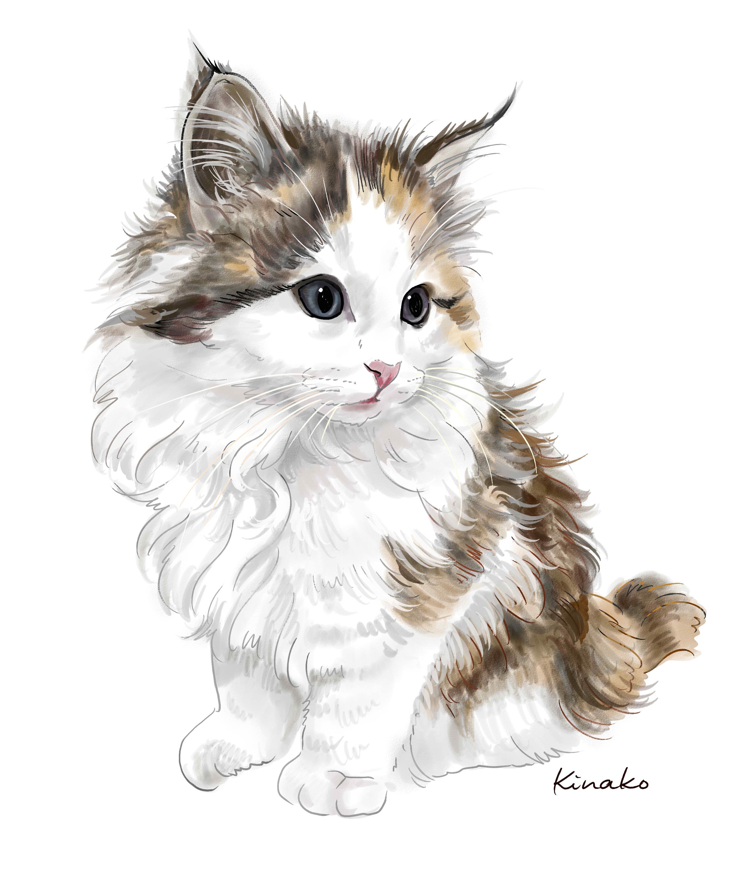猫ちゃん ノルウェージャンフォレストキャット 色鉛筆画 猫ちゃん ノルウェージャンフォレストキャット 色鉛筆画