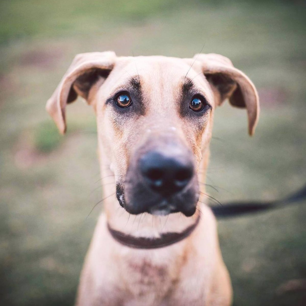 great dane black mouth cur mix