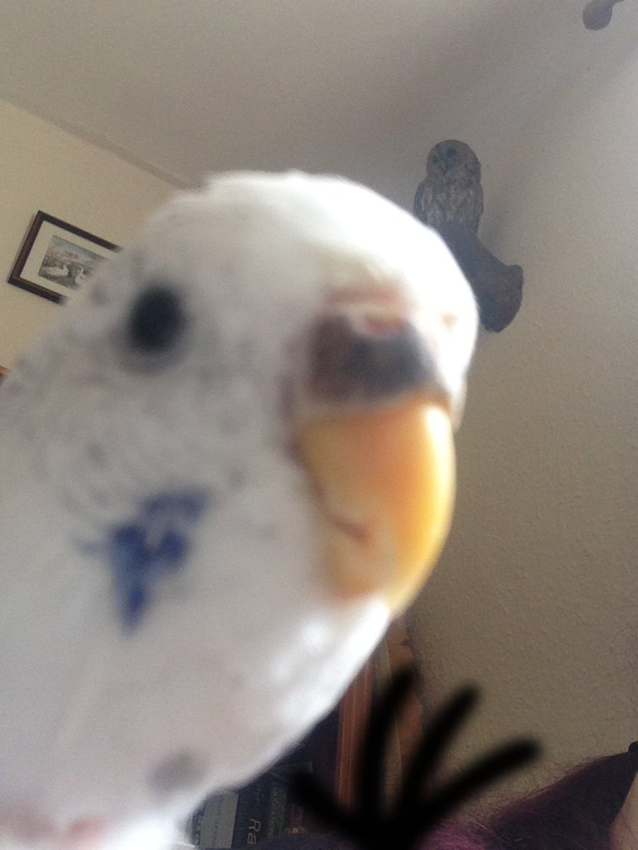 XanximonX's tweet photo. 😂 I can't stop laughing at my own handy work!
#birdswitharms #bird #funny #comedy #stickarms #meme #budgie https://t.co/3UCNnyPgBi
