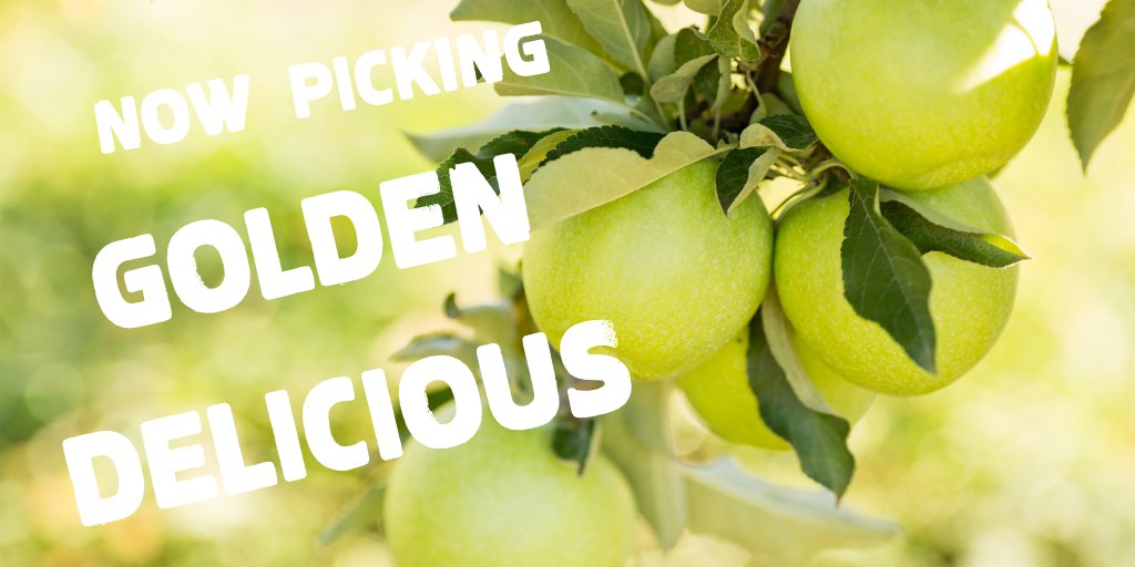 CarterMountain's tweet photo. Our twitter followers are the first to know - #pickyourown #goldendelicious starts tomorrow!  #isitfallyet  #applepickingtime https://t.co/FQ1RyoBFeI