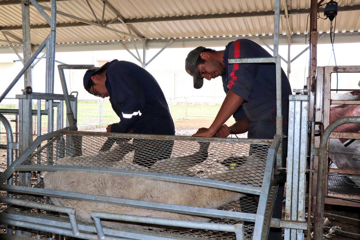 CamarilloMVZ's tweet photo. #Hidalgo mantiene el primer lugar en producción de lana sucia y el segundo lugar en producción de carne de ovino. #HidalgoSiembraÉxito https://t.co/oYJfRXeDYa