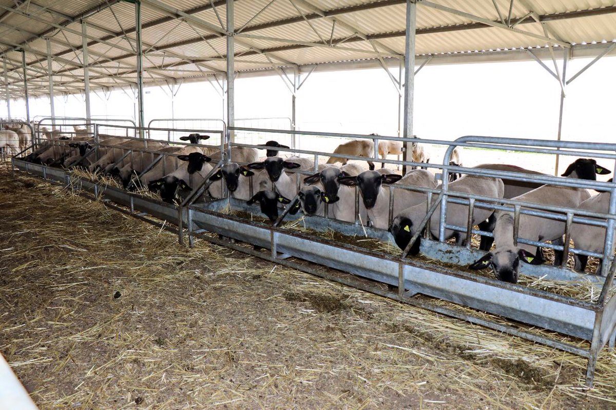 CamarilloMVZ's tweet photo. #Hidalgo mantiene el primer lugar en producción de lana sucia y el segundo lugar en producción de carne de ovino. #HidalgoSiembraÉxito https://t.co/oYJfRXeDYa