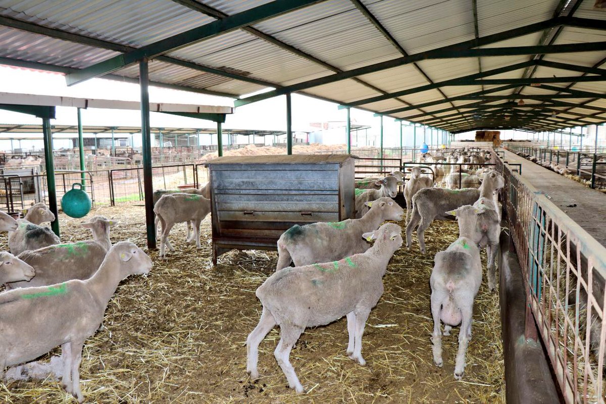 CamarilloMVZ's tweet photo. #Hidalgo mantiene el primer lugar en producción de lana sucia y el segundo lugar en producción de carne de ovino. #HidalgoSiembraÉxito https://t.co/oYJfRXeDYa