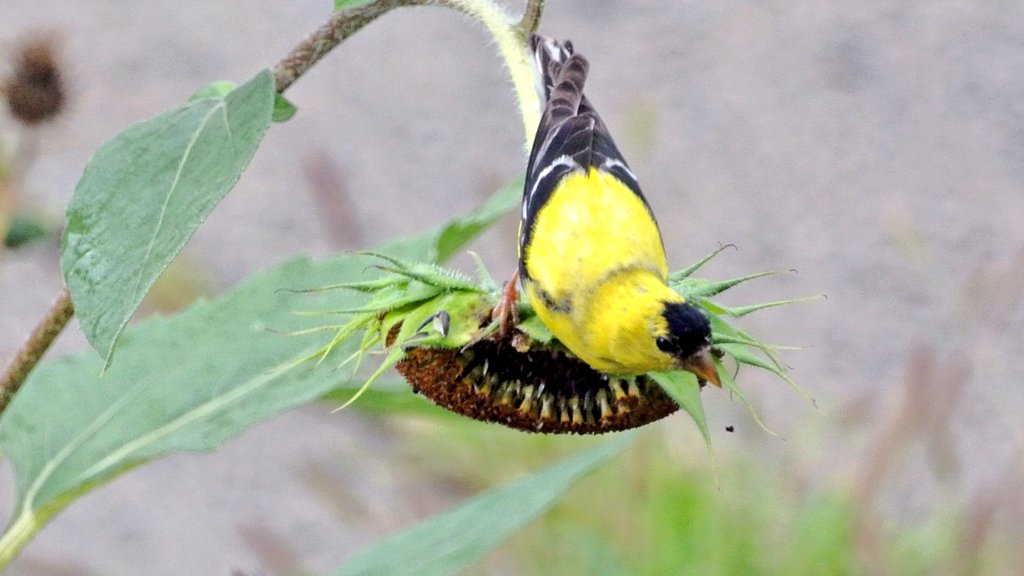 JDKempt's tweet photo. Breakfast buffet for American #goldfinch (well... #Canadian one) in #Vanier #sunflower #garden #Ottawa https://t.co/JQ2znKKz7Y