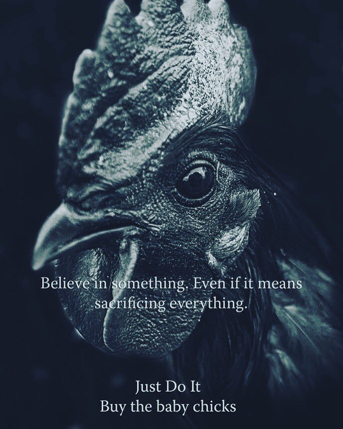 Nicole_Graham84's tweet image. #believe #buymorechickens #chickenmath #chickenhumor