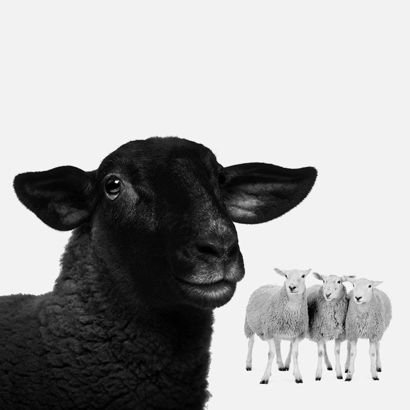 wearesonnet's tweet photo. New from Sonnet - https://t.co/EuPE9y2OZr https://t.co/kx4ZETbZY7