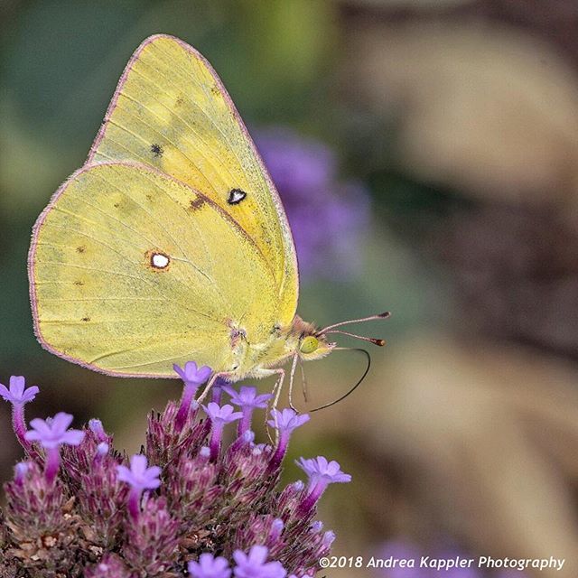 winelover64's tweet photo. Nature does a great job of pairing complimentary colors. 🦋💛💜🦋
.
.
#cloudedsulphurbutterfly #butterfly #butterflies #sulphurbutterfly #flowers #pollinators #pollinatorsandflowers #pollinatorsrule #butterfliesofinstagram #pollinatorsofinstagram #andrea… https://t.co/4i5bFsbV3h https://t.co/aKGHIdN4kZ