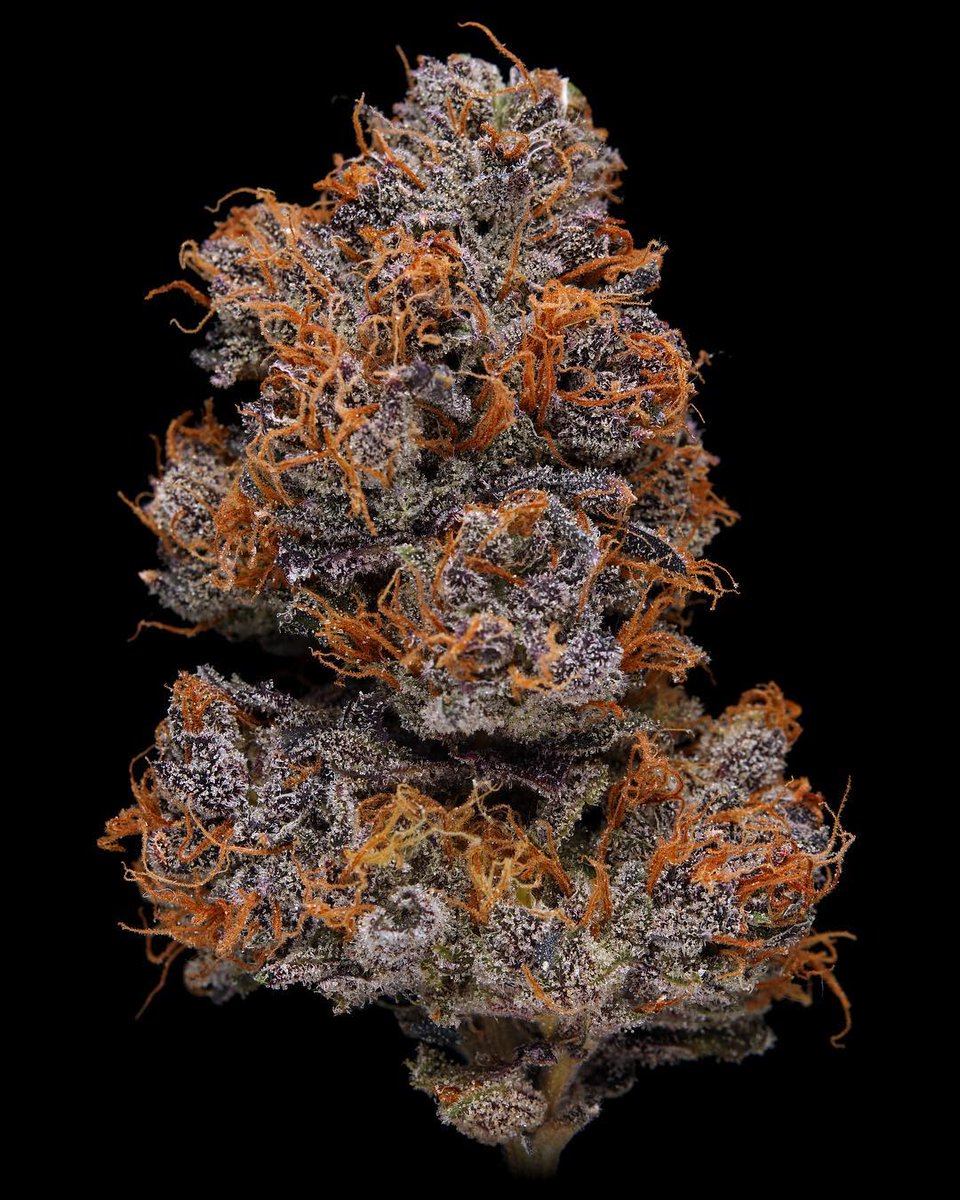 Acai Gelato.

📷: Grown by instagram.com/tiger_trees
🌲: Bred by #CompoundGenetics
