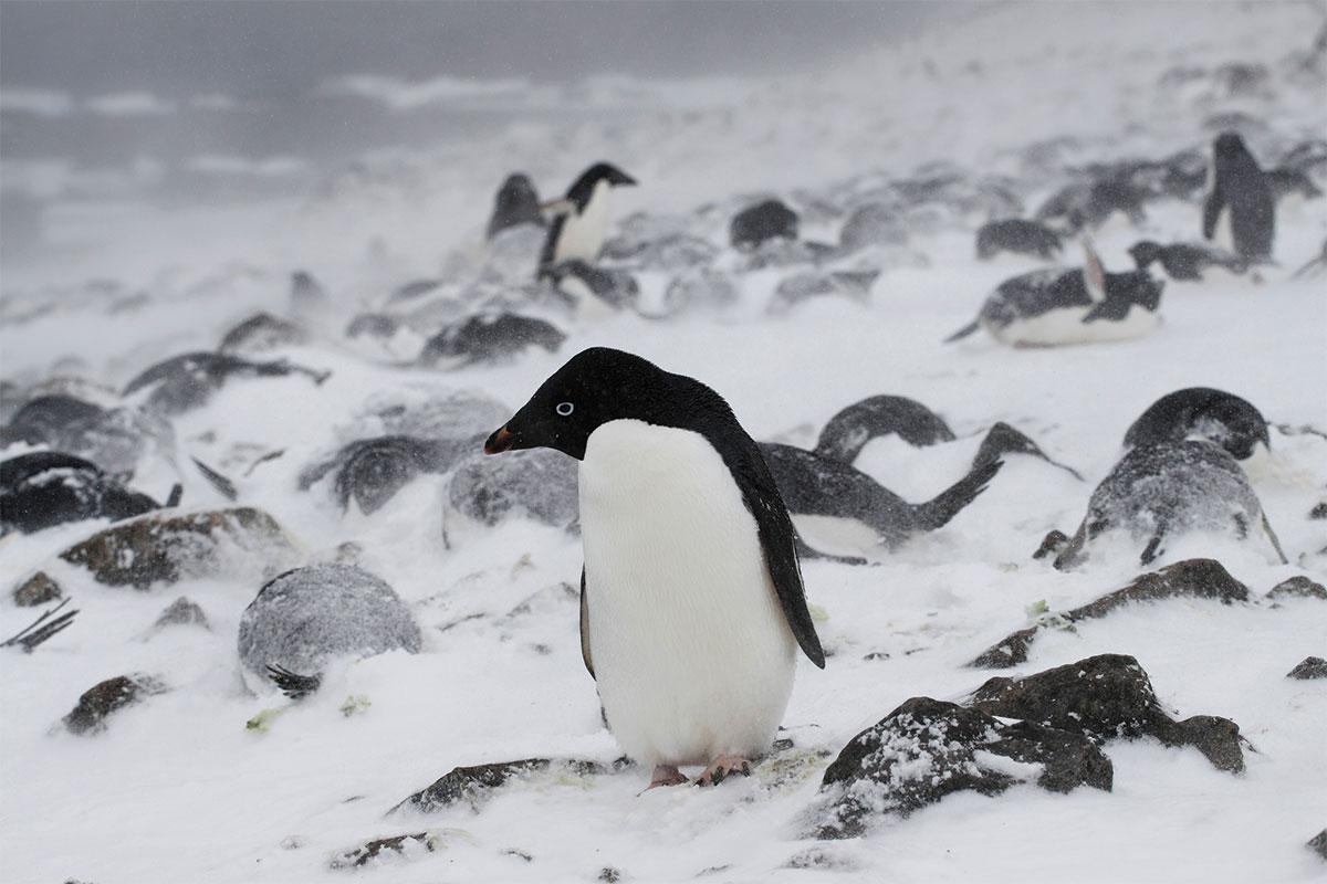 newscientist tweet picture
