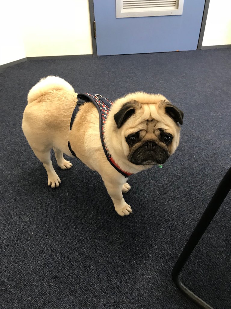 DrFleurNZ's tweet photo. Getting the business done today @callaghannz with @Purina NZ #petsatworkday https://t.co/goHczEiGPX