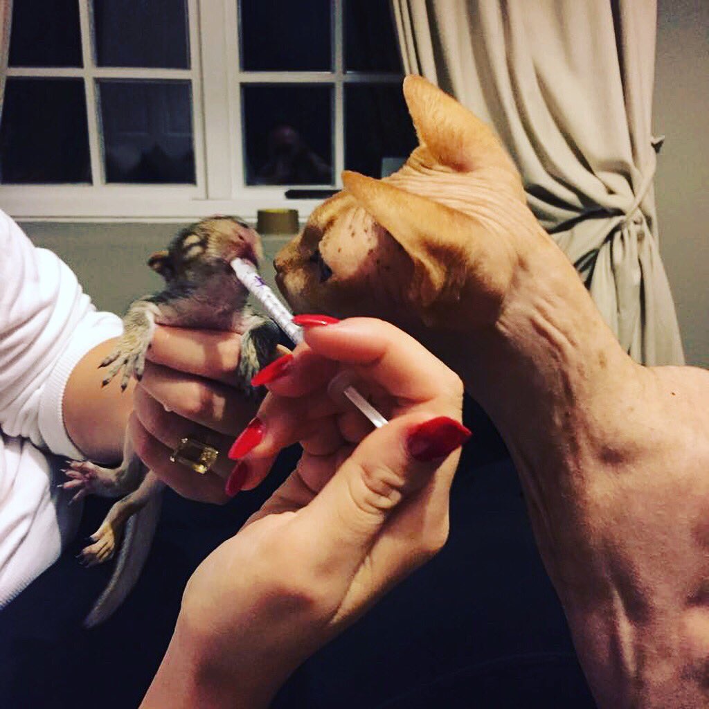 RosieMadison's tweet photo. Steve Squirrel survived the night! https://t.co/tYYRBiNlmZ
