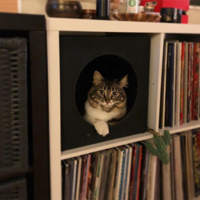 Bargangilo's tweet photo. Cat in a 📦 .
.
.
.
#catsofinstagram #recordcollection #deephousekitty https://t.co/VQvjd1SwIf https://t.co/HdlURr5OuG