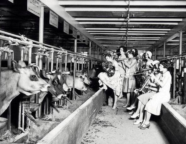 A band serenades cows to scientifically test whether music influences the amount of milk produced by cows. 1930