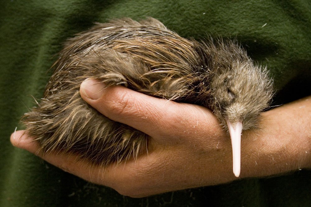 珍しい動物達 キーウィ ニュージーランドに生息する飛べない鳥 昔は500万羽近く生息していたそうですが近年では減少し5万羽程度まで減っているそうです ちなみに名前の由来はフルーツのキウイに似ているからだそうです 珍しい動物達 キーウィ ニュージーランドに生息する飛べない鳥 昔は500万羽近く生息していたそうですが近年では減少し5万羽程度まで減っているそうです ちなみに名前の由来はフルーツのキウイに似ているからだそうです