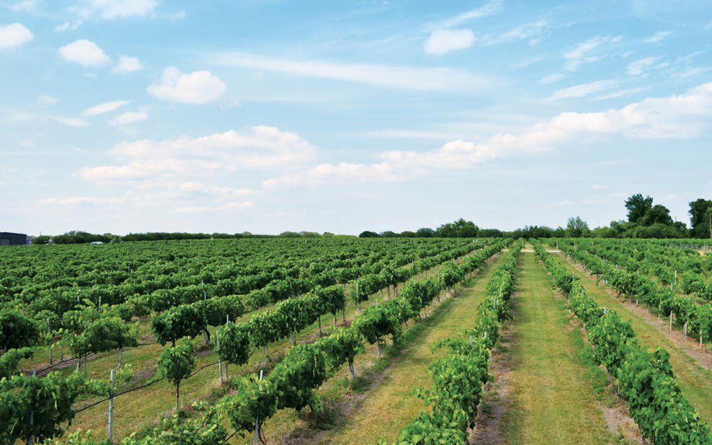 #WeekendWanderlust A2: Two places that surprised us are Arizona and Texas! Did you know Texas has been making #wine longer than California? (Photo: Messina Hof in Texas Hill Country) And the area around Sonoita #Arizona has several wineries now. Who knew? #travel