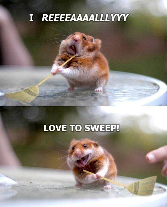 PerthHomeCleane's tweet photo. Same same little one, we do love sweeping as well :) 
Give us a call under 0420 270 260 or check out our website: https://t.co/9tvwDMR4Po
#perth #perthcleaning #perthspringclean #cleaning #funnyanimal #cuteanimal #hamster #cutehamster https://t.co/i4haxsfjh5