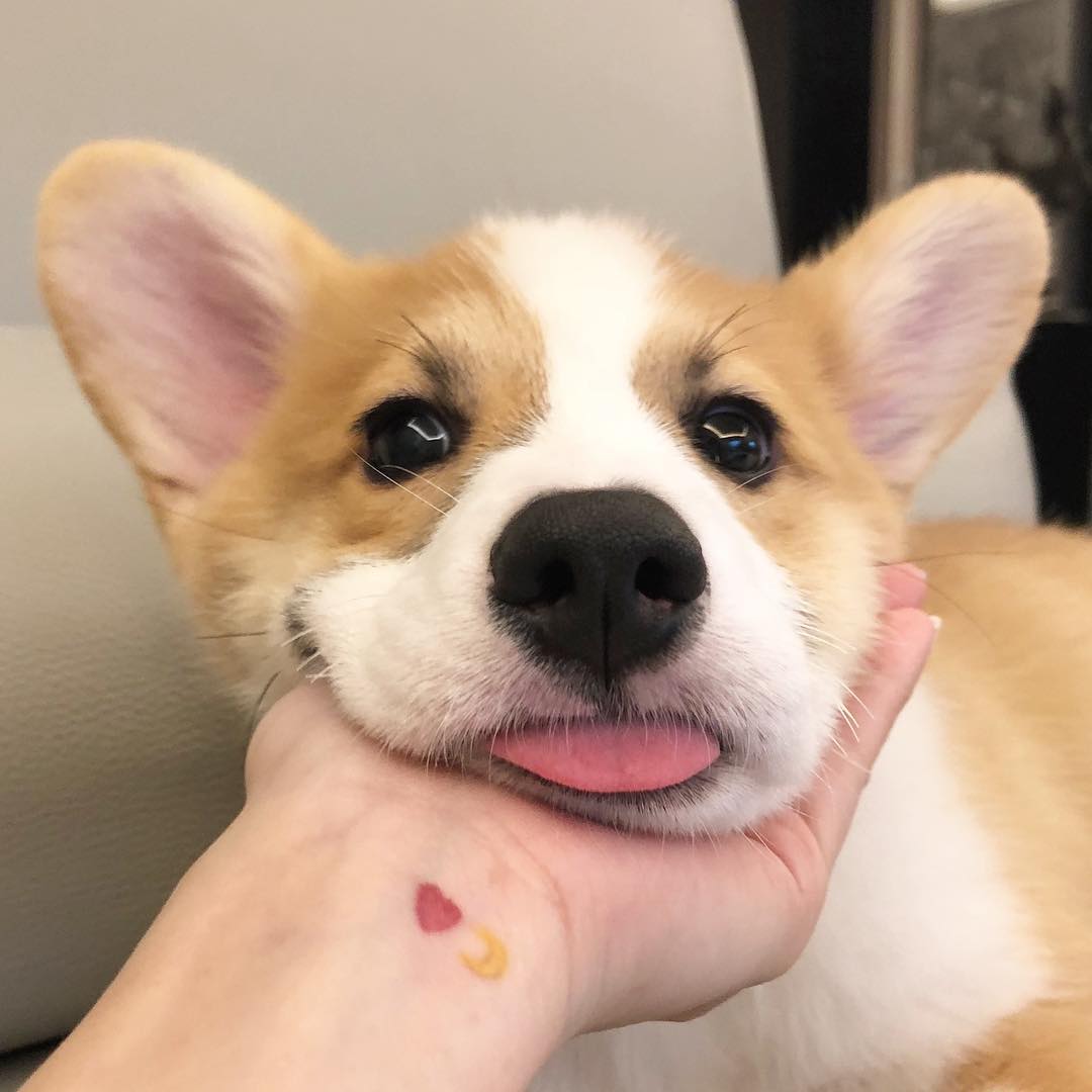 baekhyun the corgi (@baekthecorgi) on Twitter photo 