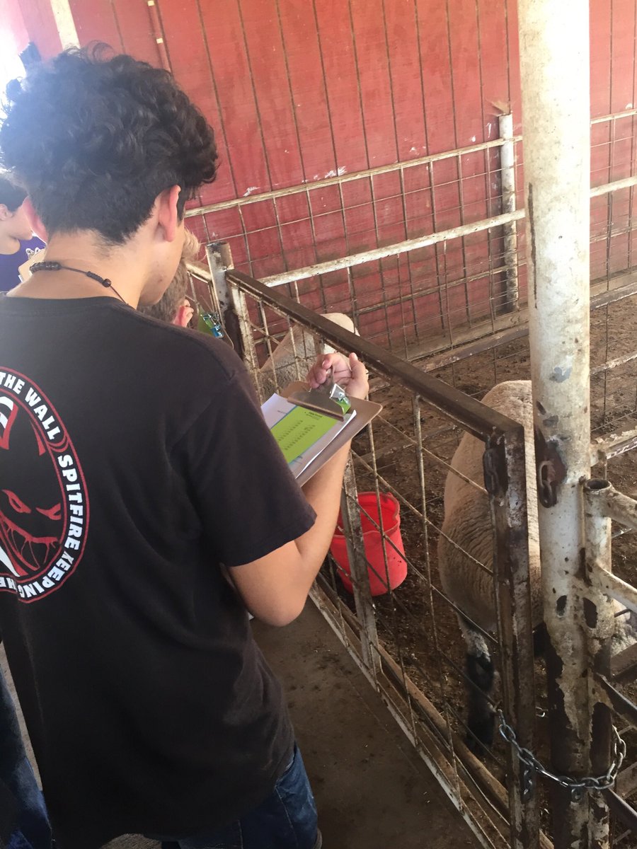 hsilva13's tweet photo. Judging animals at the farm today. It was so much fun! Iβm so proud of these Eagles! #AVFollowMyLead #AVAgScience #TCSDShare π¦
https://t.co/ZRlEEpwfP6