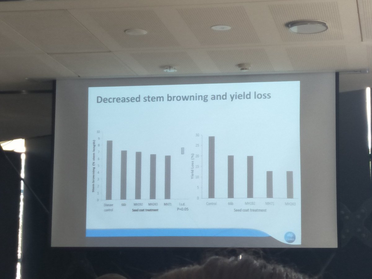 KylieRChambers's tweet photo. Cathryn O'Sullivan from CSIRO looking at biocontrol of crown rot in wheat by endophytic Actinobacteria.
Promising pot trial results with some Streptomyces species significantly β¬ yield losses.πΎ
#asds2018 https://t.co/C6Voes7gB4