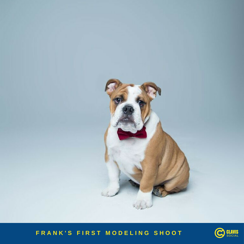 ClavisSocial's tweet photo. ICYMI: This #tbt is dedicated to our Office Dog, Frank. 

Did you know that before he was hired by Clavis, Frank worked as a puppy model? It’s true! Here he is strutting his stuff for Toronto-based designer @RoverBoutique (photography by @OffLeashStudio)

#MakeSocialSimple https://t.co/vKgnLmFLt7