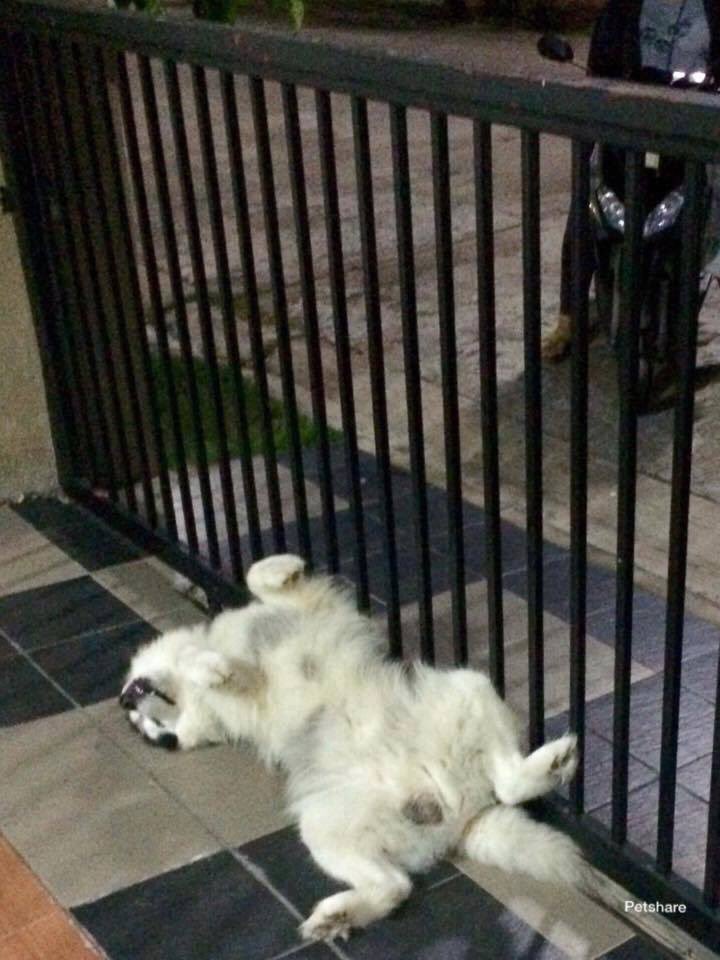 downnnyy's tweet photo. Me: pokoknya kamu harus galak, harus harismatik, jaga rumah yha, kalo ada orang mencurigakan kamu gonggongin yha.

Him: https://t.co/dHhYP4mltK