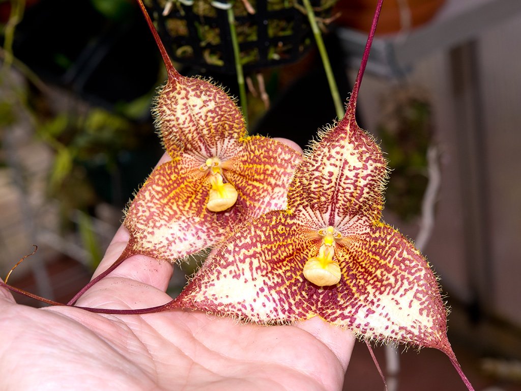 Here's the Dracula gorgona. Love these flowers!  #Orchid #flowers