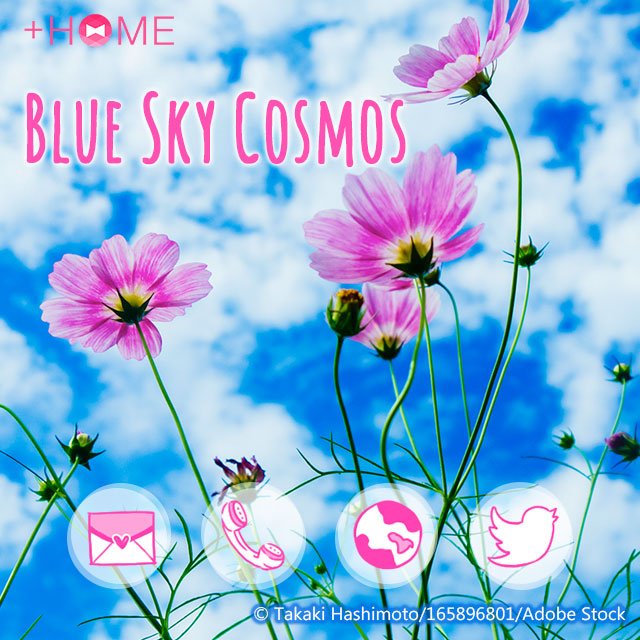 Home 公式アカウント 新作情報 秋空とコスモス 秋の高く澄みわたった空の青と コスモスのピンク色のコントラストが印象深いテーマです Dlはこちら T Co 1bc595qmig きせかえ 壁紙 Plushome