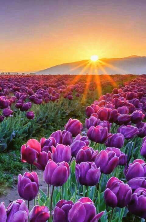 Hello 🌻 tweet media