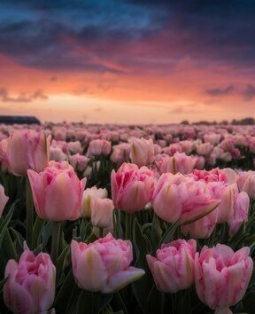 Hello 🌻 tweet media