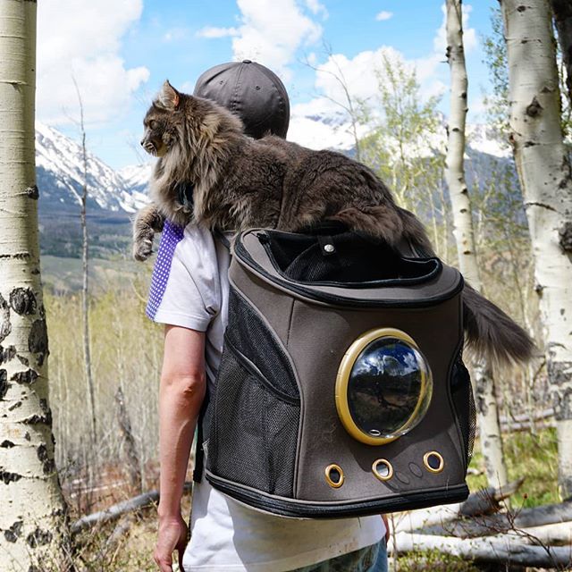 KitsuneSFC's tweet photo. Backpack Beauty .
.
.
.
.
#adventurecat #epicadventurecat #epicadventure #explore #greatoutdoors #catonleash #siberiancat #epiccatchronicles #hiking #siberian #epiccat #catsofworld #catastic #awesome #followadventurecats https://t.co/mMrJqM5org https://t.co/vZNgQBKwRH