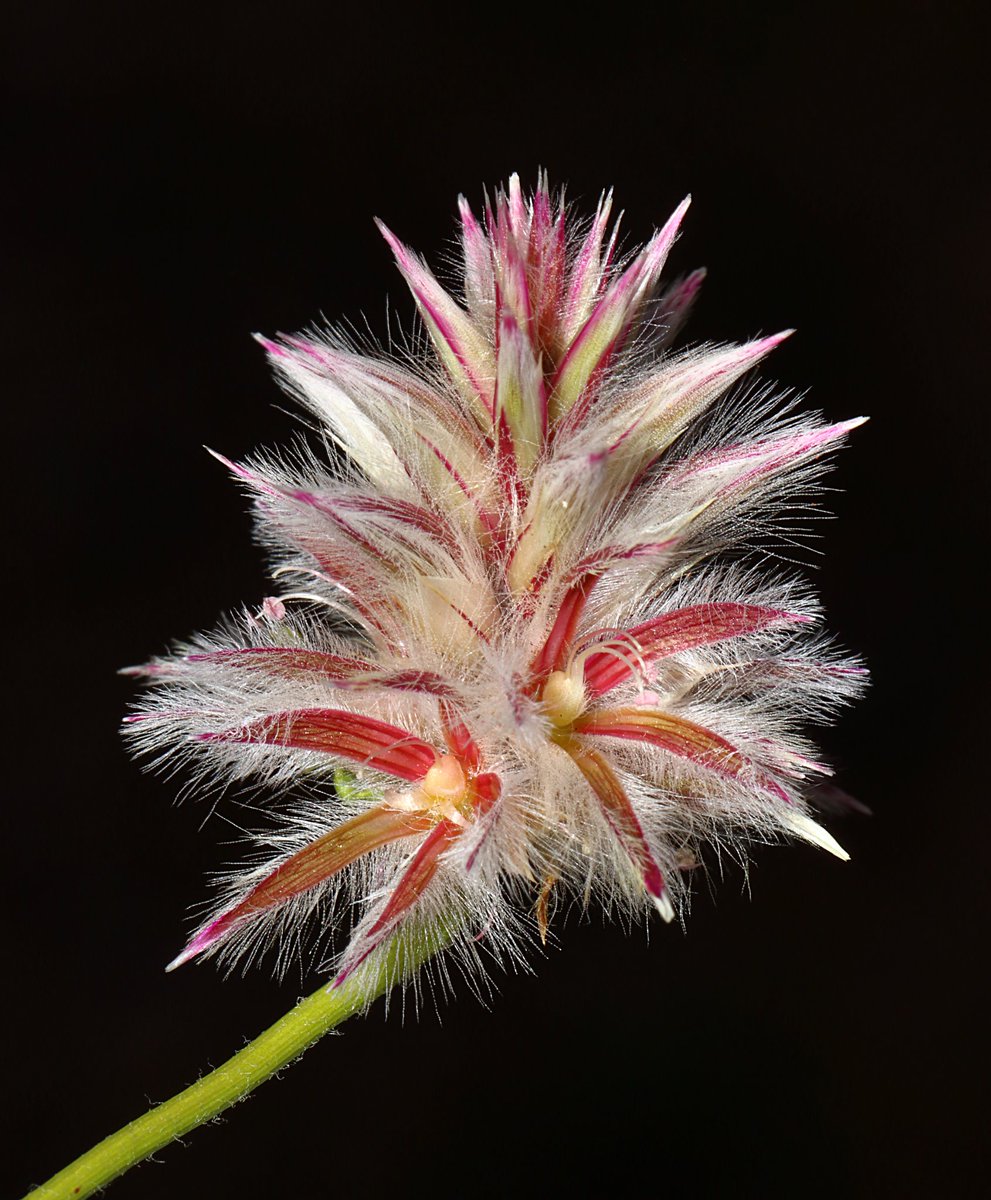 BotanistRob's tweet photo. Picture of Ptilotus sericostachyus, upper flowers with the stamens at anthesis and the lower flower showing the filaments curling down and backwards out of the gaping sepals after anthesis. #Amaranthaceae #mullamulla #Ptilotus https://t.co/WQaU2ZEUsP