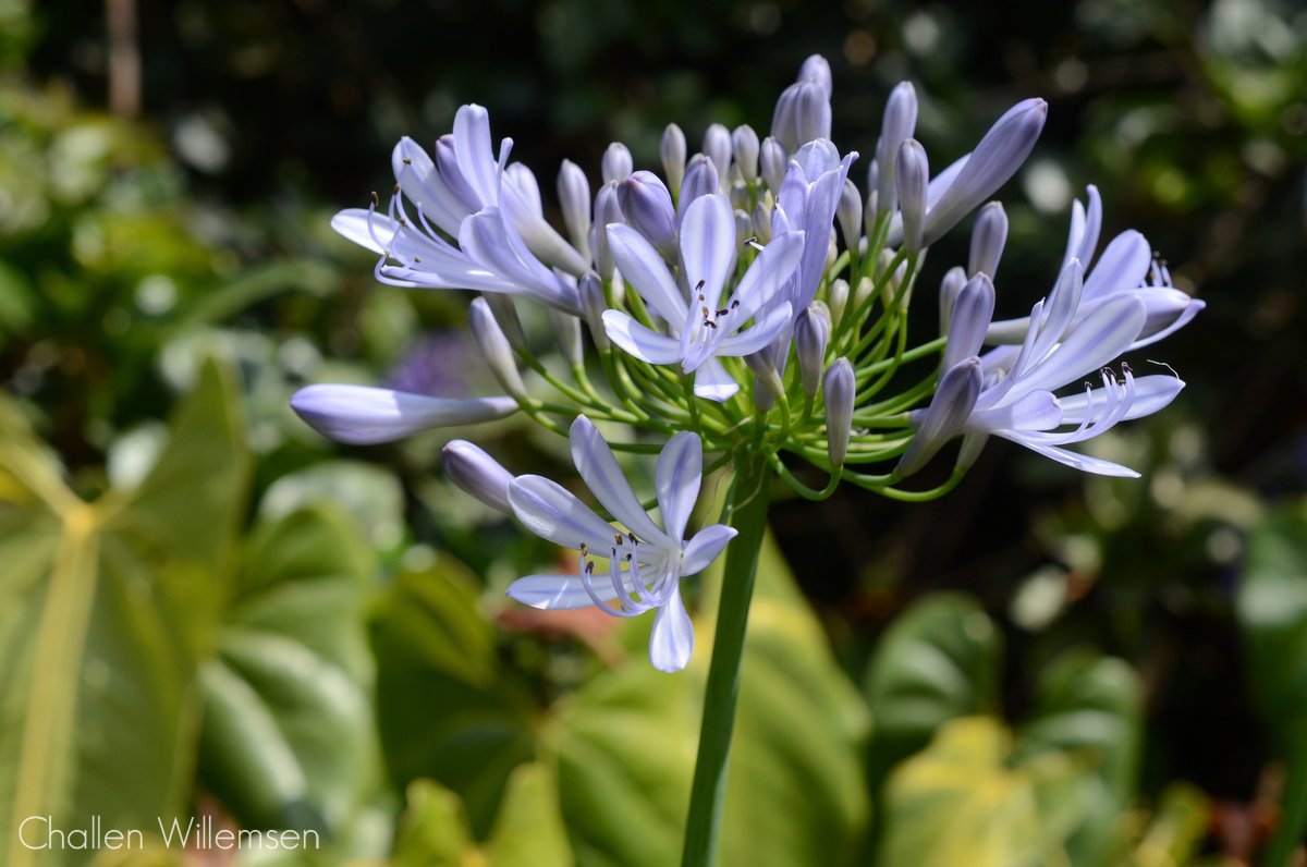 challenguate's tweet image. The common Agapanthus (Agapanthus praecox), commonly used as a garden plant around the world, is originally from South Africa. #flowers #botany #gardens #gardening #agapanthus #southafrica #amaryllidaceae #nature #purple