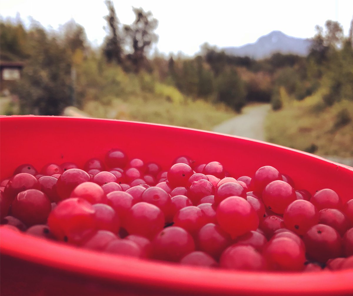 HeatherHintze's tweet photo. The high bush cranberries are abundant on the Crevasse Moraine trail! Berry picking is in full swing and I’m addicted. #foraging #AlaskaBerryPicking #eatlocal #ShareIt11 https://t.co/HPkZGQl39b