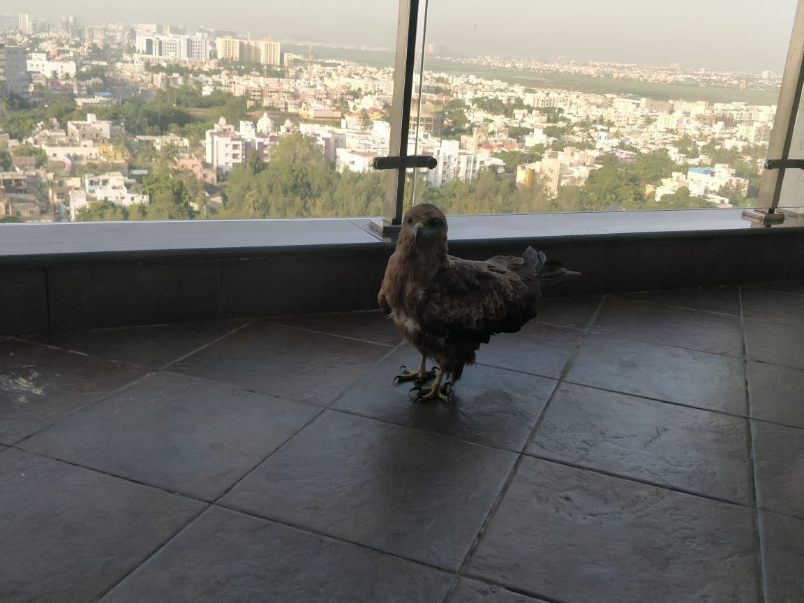 RadianceRealty's tweet photo. Stunning Unusual visitor @ Radiance Mandarin. The Indian black kite was rescued from an apartment at Radiance mandarin, OMR. Thank you @shravankrishnan and team for quickly responding to our residents request & helping this beauty. #SaveAnimals #ShareSpaces #GreenLiving https://t.co/C8kdMzkwXq
