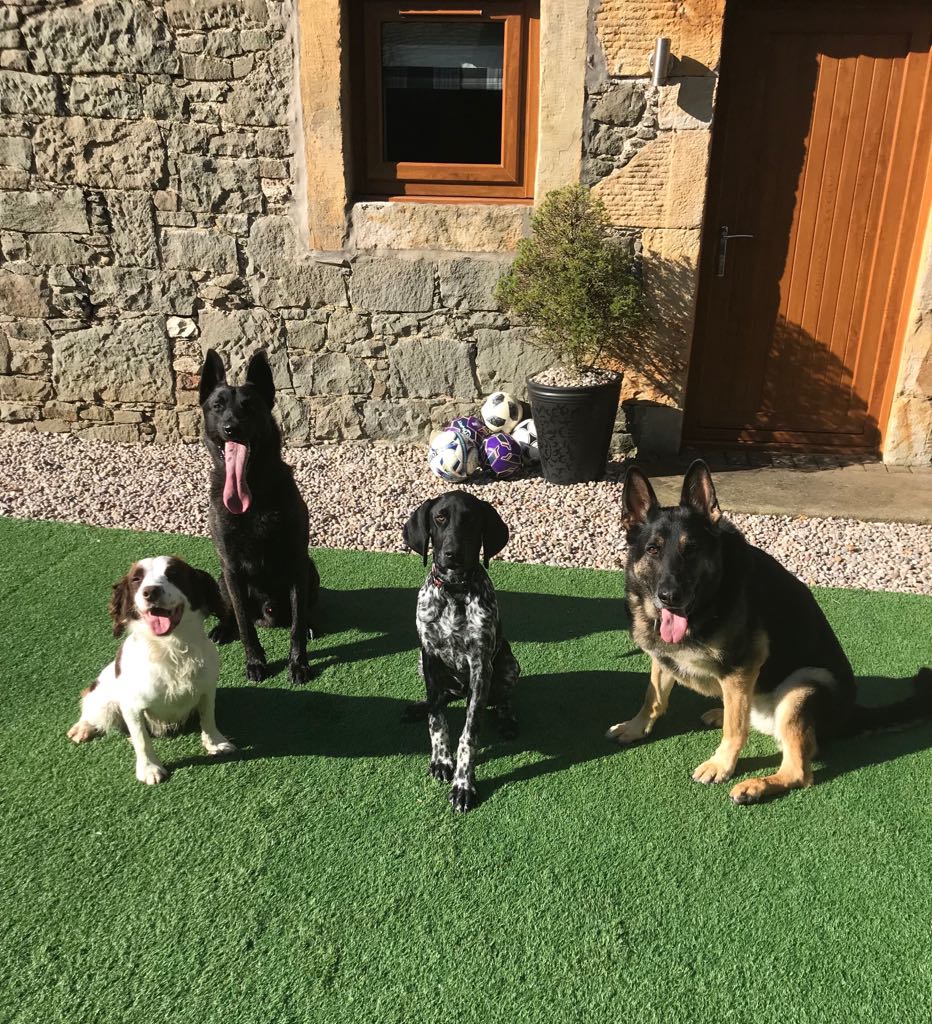 PSOSDogs's tweet photo. Another bunch of happy dogs 😍 #PDCharlie #PDJuno #TPDHudson and #RPDIndie Have a great weekend everyone. #TartanDogs #BeMoreDog #LovingLife 🐾🐶 https://t.co/YRbLQheYwS