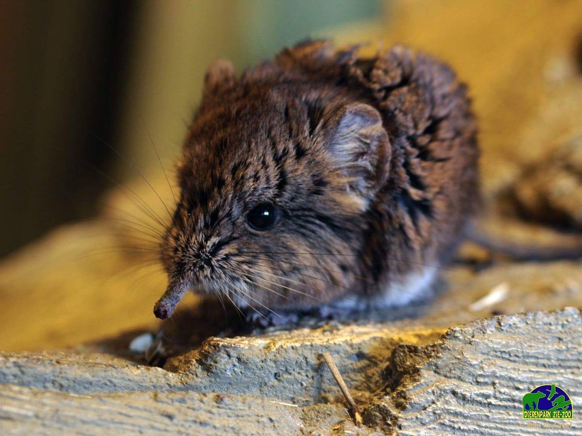 #Tip! Dieren spotten @Dierenpark Zie-ZOO?🐒🐑🦉 Geloof ons: dat is zeker de moeite waard 👀<3 Check deze foto maar eens👇 Dus ben je er nog nooit geweest of is het alweer even geleden, doe dan eens een bezoekje!