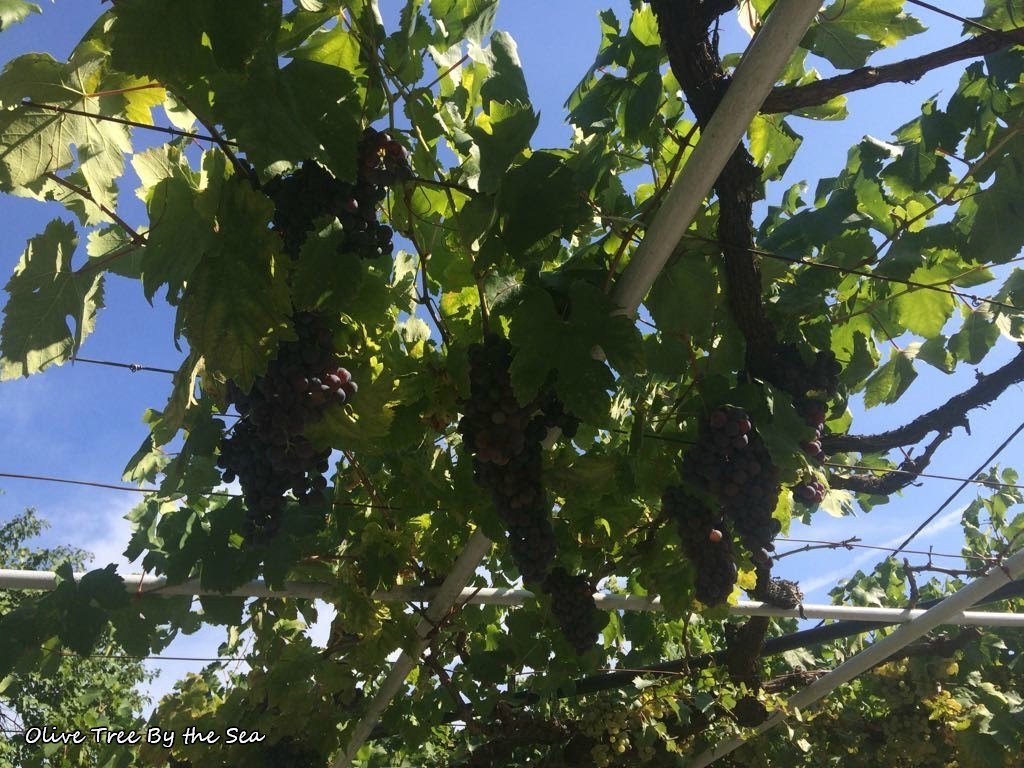Homemade Wine: When to Harvest Grapes olivetreebythesea.com/2018/09/07/hom…
