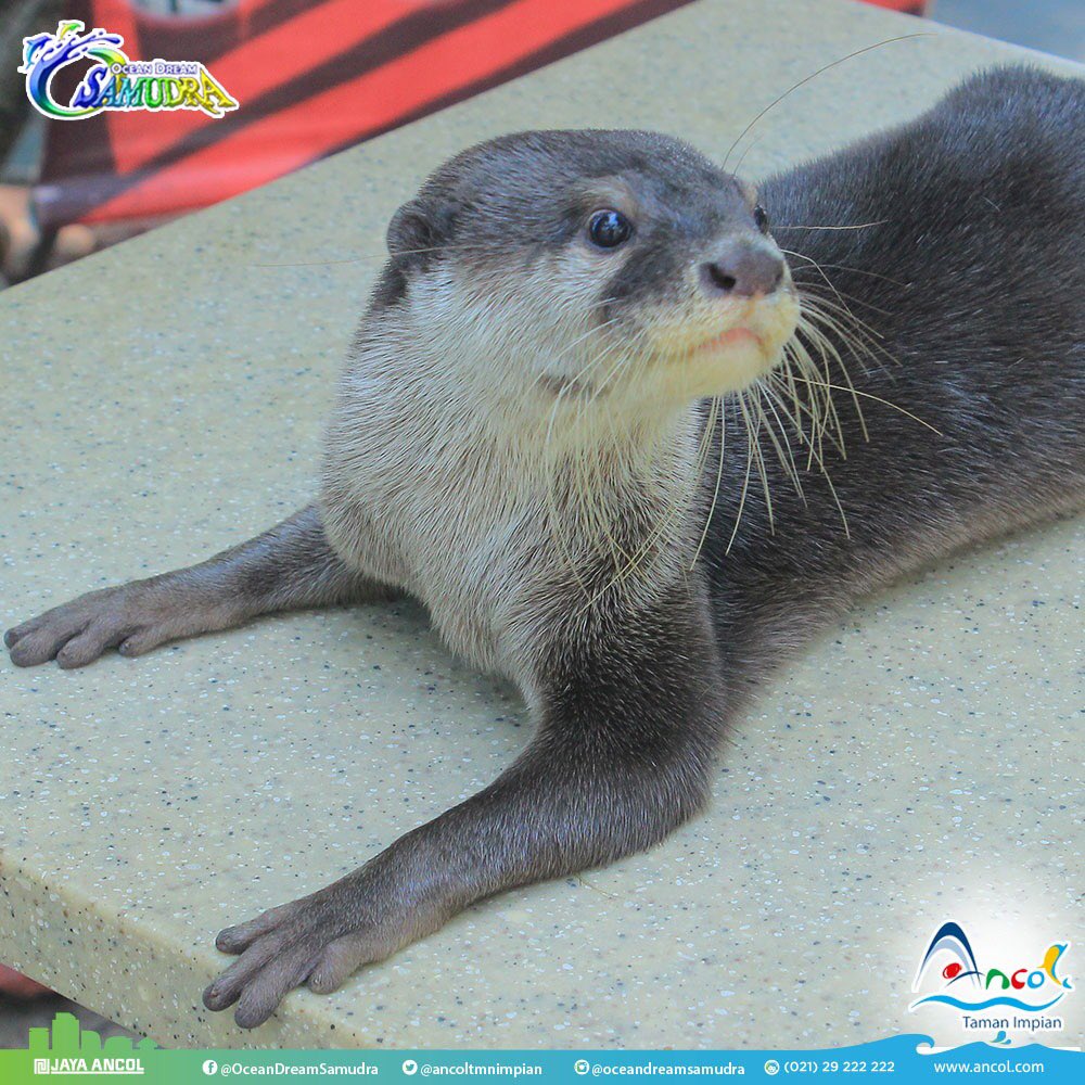 Ancol Taman Impian On Twitter Sahabat Ini Adalah Berang Berang