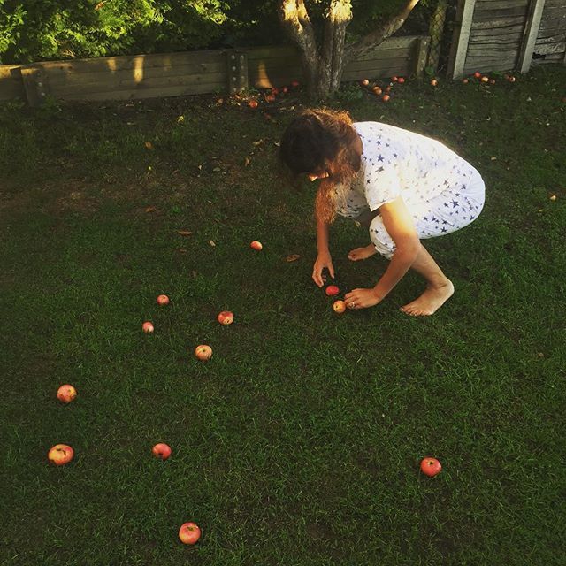 ActiveBalanceUK's tweet image. Functional squat (sort-of) foraging time! 
Just the best morning exercise! 
#nutritiousmovement #squats 
#apples #harvest #baldock