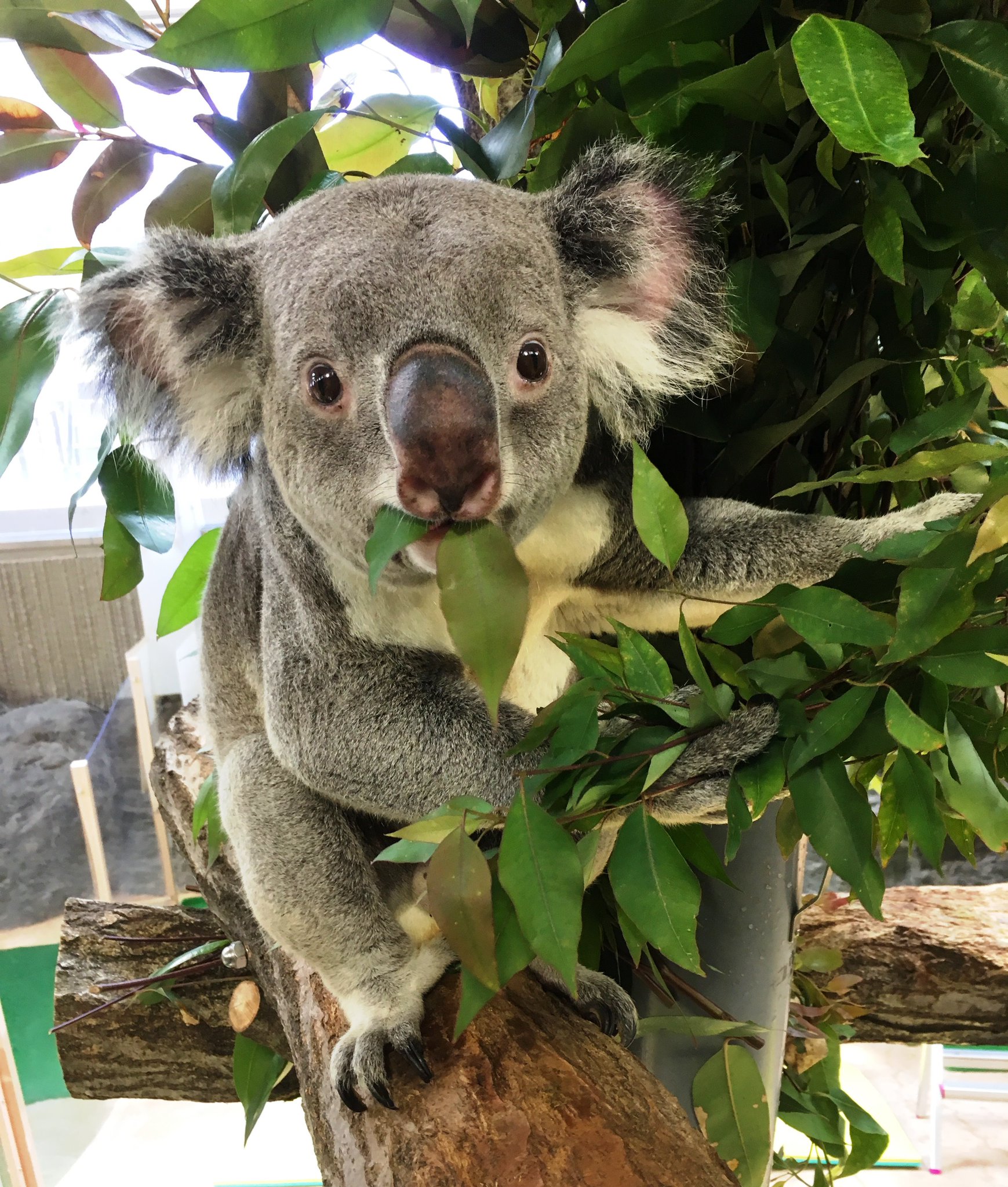 横浜市立金沢動物園 公式 コアラのユウキ オス です 9月7日で8才になりました これからも ユウキが元気いっぱい過ごせるように ぜひ応援してくださいね 金沢動物園 コアラ コアラのユウキ