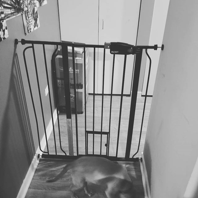 thomas__justin's tweet photo. I guess you can say we live in a gated community now #heregoesnothin #makistevens https://t.co/kuBt1Bru9n https://t.co/nnIXBFYDVw