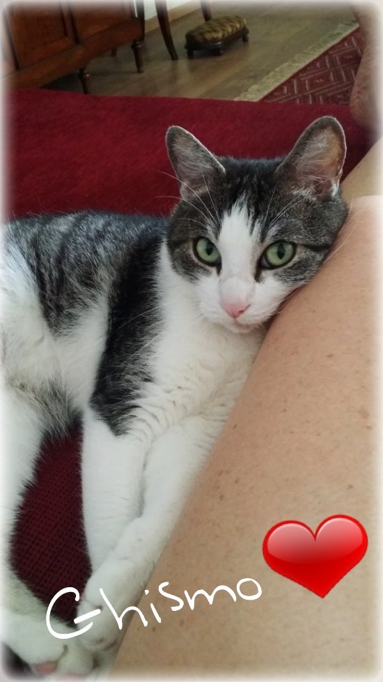 a_Mariolina's tweet photo. “Con la tua immagine e con il tuo amore,
tu, benché assente, mi sei ogni ora presente.
Perché non puoi allontanarti oltre il confine dei miei pensieri;
ed io sono ogni ora con essi, ed essi con te.”
(Shakespeare)
#ARitmoDeLCuore 
@ARitmoDelCuore @fragolinarossa8 
#TwittoDi AMORE https://t.co/CZFhzaEa77