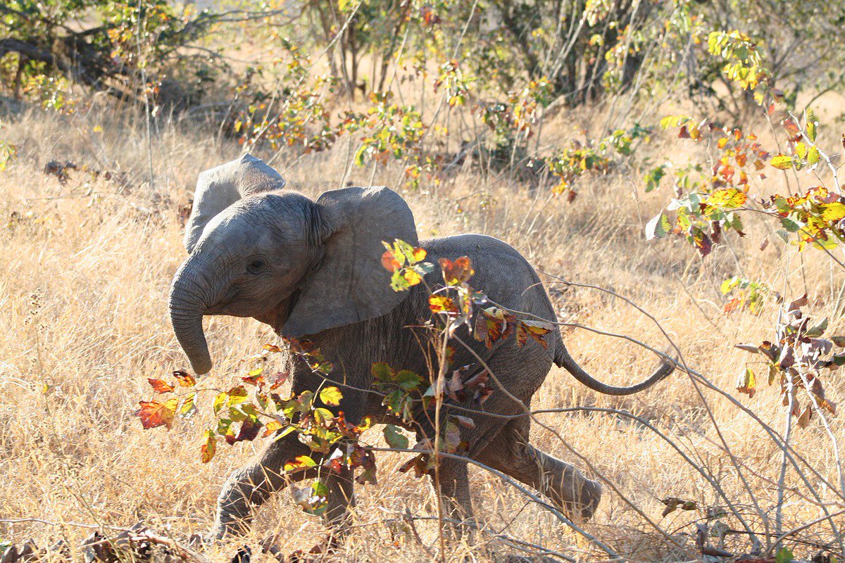 qikipedia's tweet photo. Baby elephants suck their trunks, just as baby humans suck their thumbs. https://t.co/iQqCKNhxDS